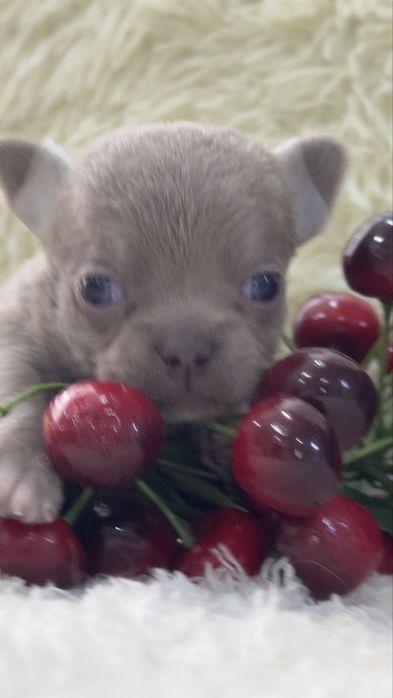 Супер малыши лилового окраса