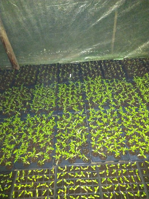 Vând Rasaduri de Legume și Plante Aromatice