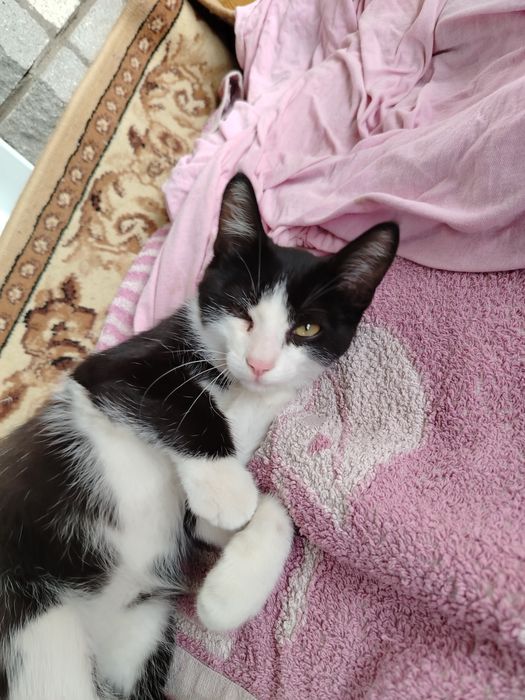 Отдам котёнка в добрые руки