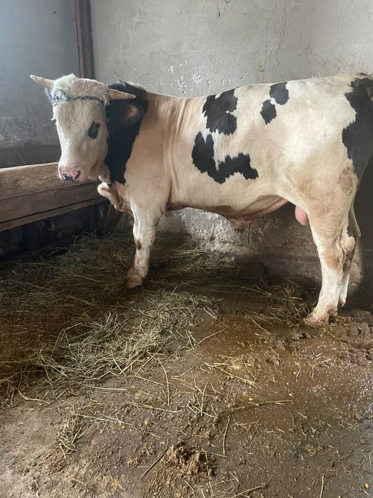 Vând taur de 600kg