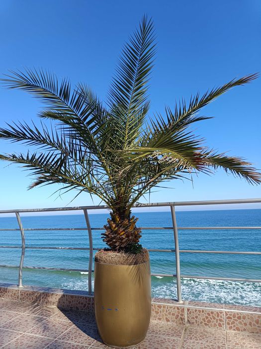 10 броя финикови палми