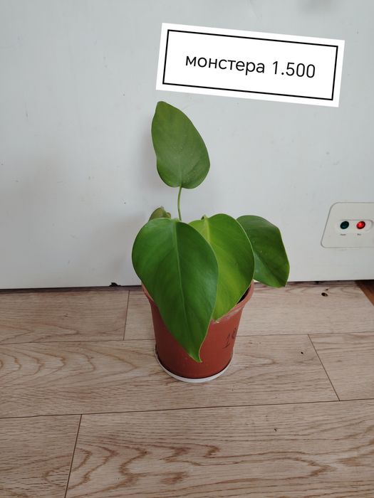 Продаются домашние цветы