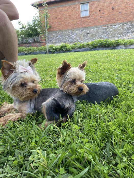 Йоркширски териер