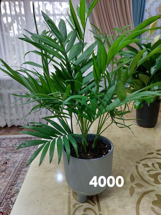 Цветы комнатные растения