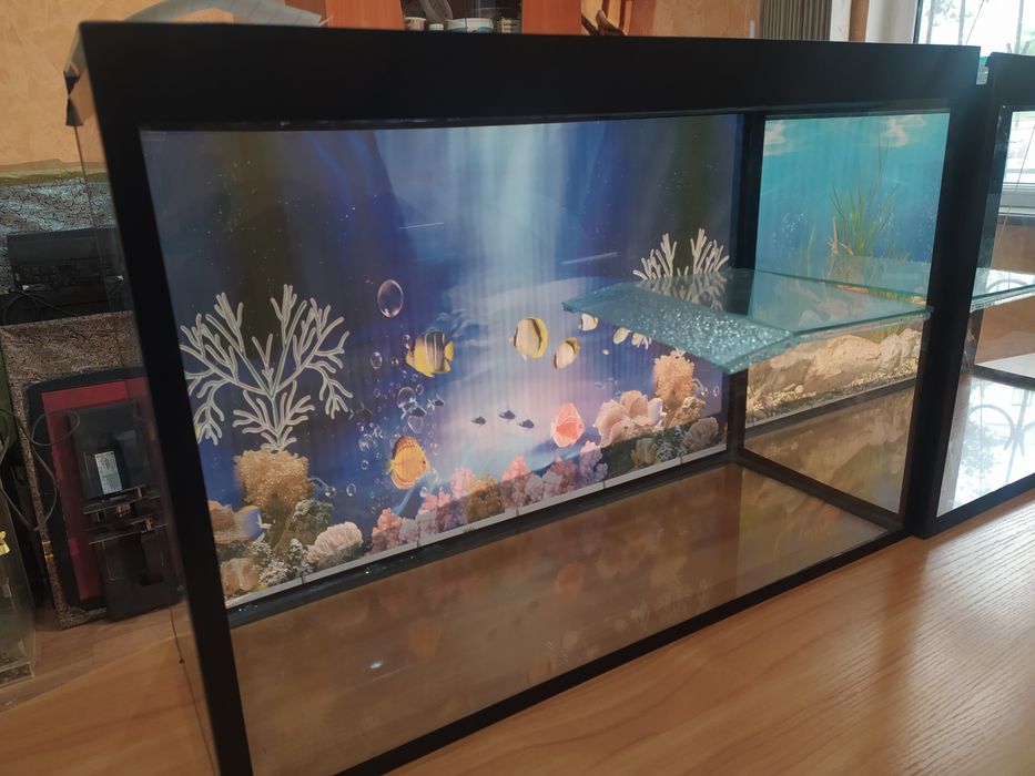 Красноухая черепашка