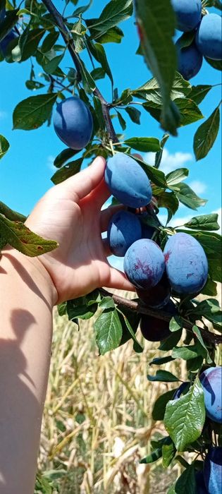 Prune stanley de vanzare