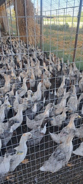 Урдаклар тозза кир эмас дачада бокилвотти