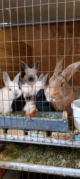 Кролик балдарымен