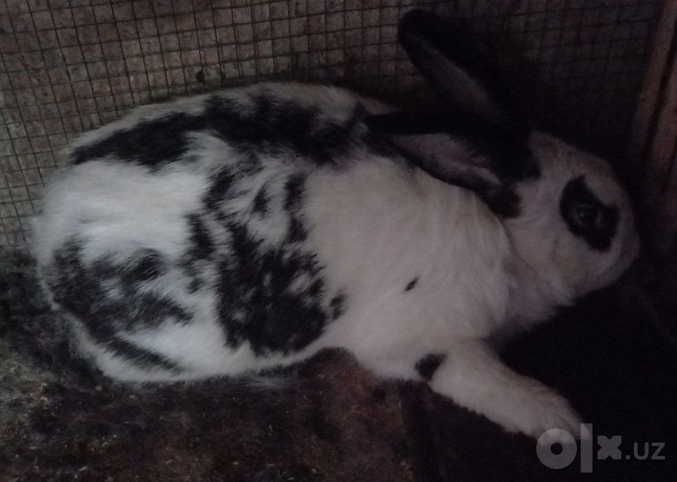 Коянлар породистый сотилади.
