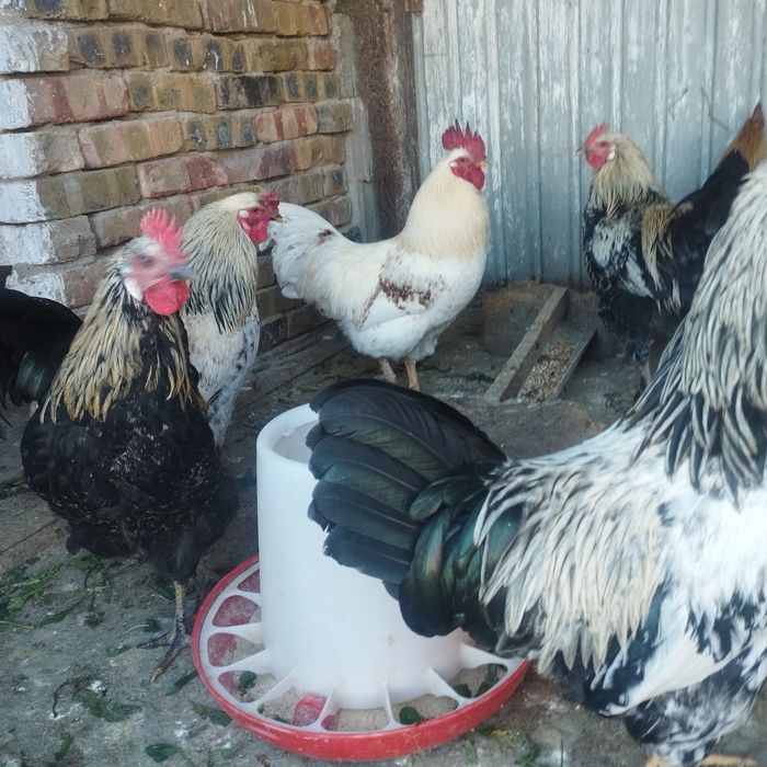 Продам куры домашние