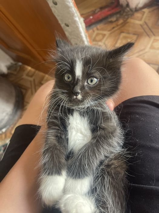 Котёнок девочка..