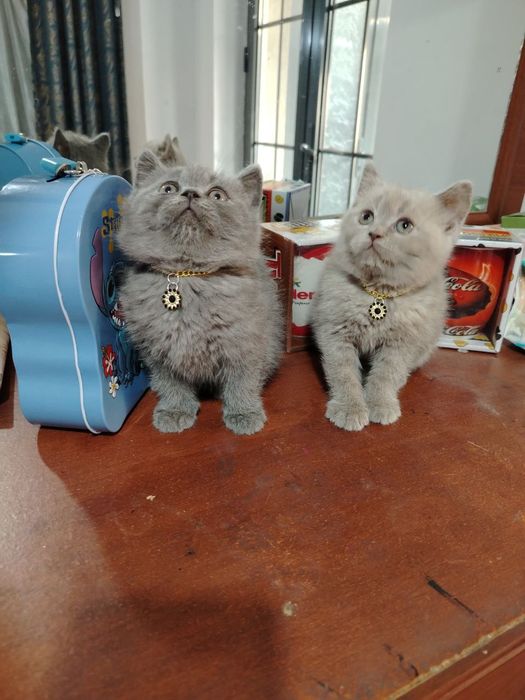 Mushukchalar sotiladi