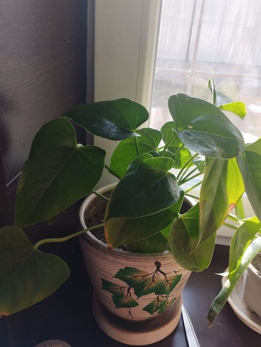 Продам срочно цветы