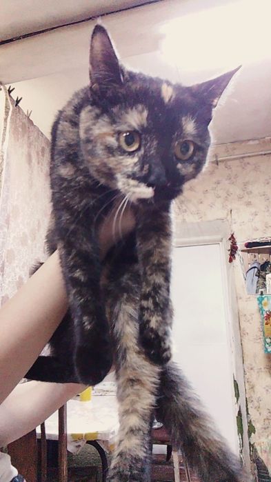 Отдам кошку в хорошие руки