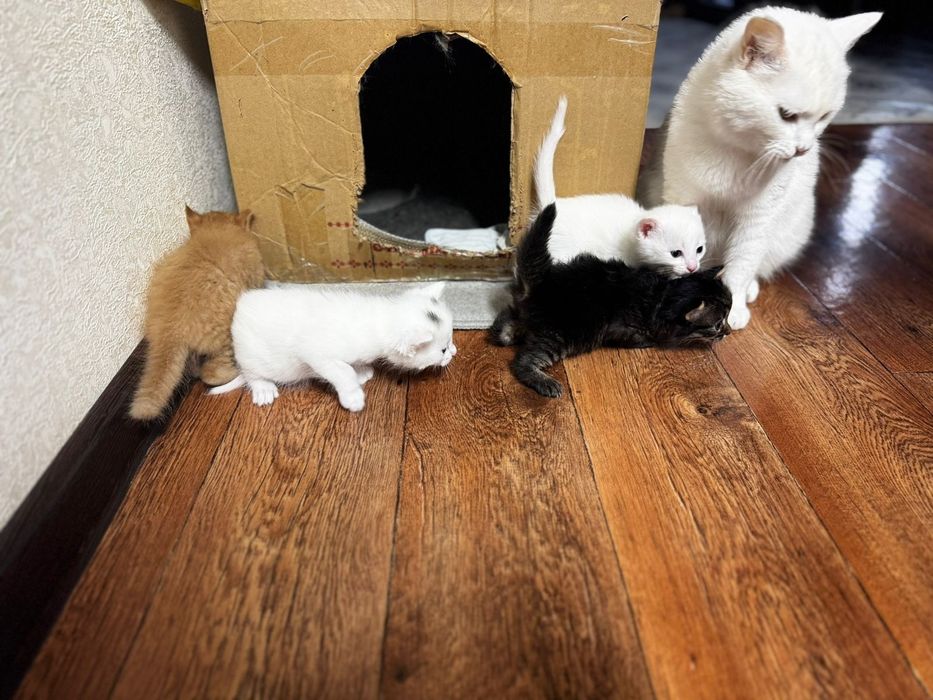 Котят в добрые руки!