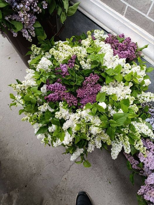 Сирень - сезон открыт