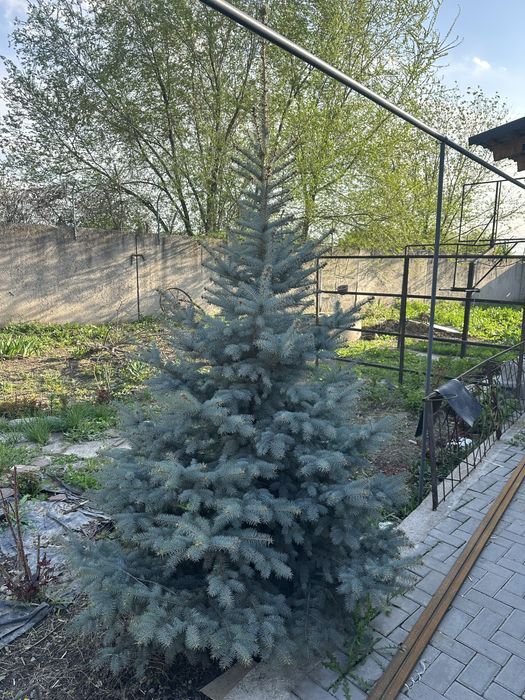 Продам Голубую Ель