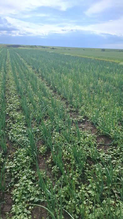 Ceapa verde de vanzare! Detalii la nr 0764501697.