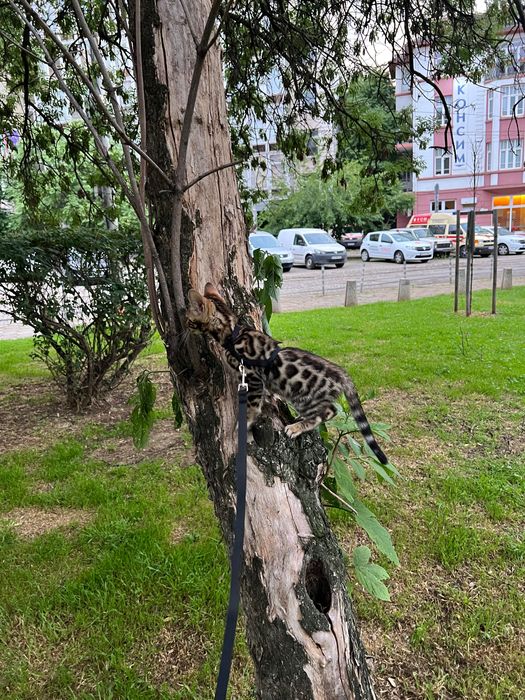 Бенгалски котка, малък тигър