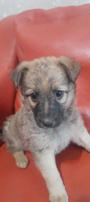 Отдам щенка в добрые руки