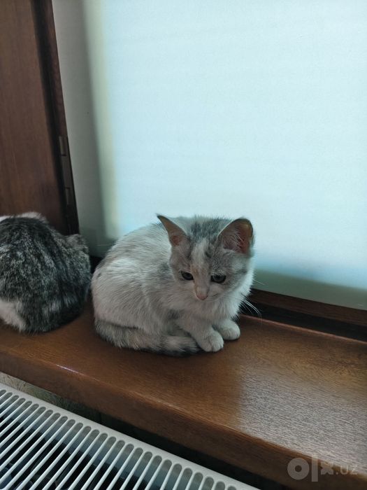 3 котёнка девочки 3мес