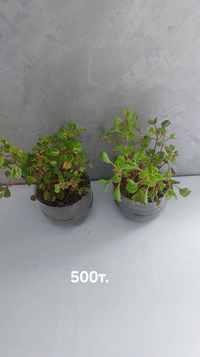 Комнатные растения.