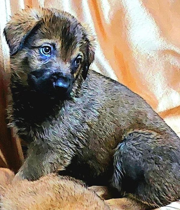 Отдадим в добрые руки.