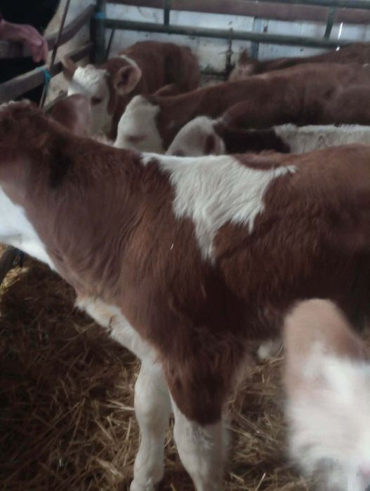 De vânzare vitei și vițele