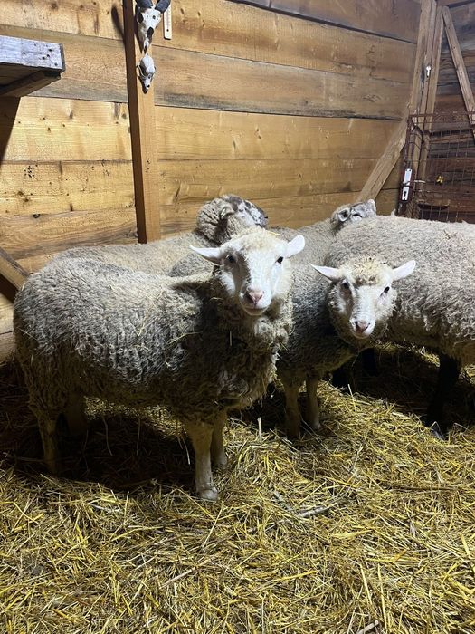 Oi metis Texel/ oi 2025/ oi Texel