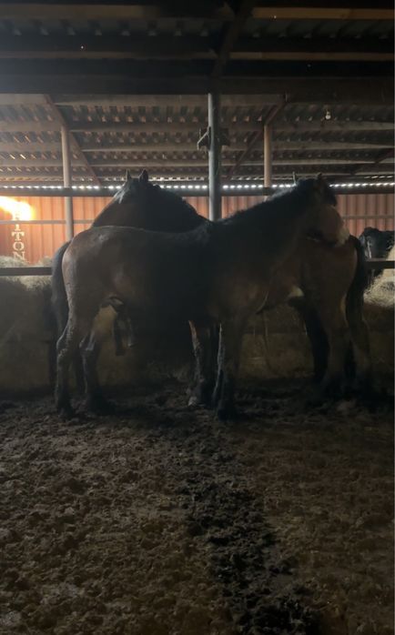 Айгыр алтайский 4 жасар