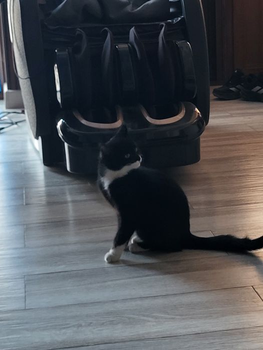 Котёнок девочка игривая