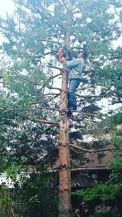 Дарахт кесиш хизмати спилим дерево. Бахтиер