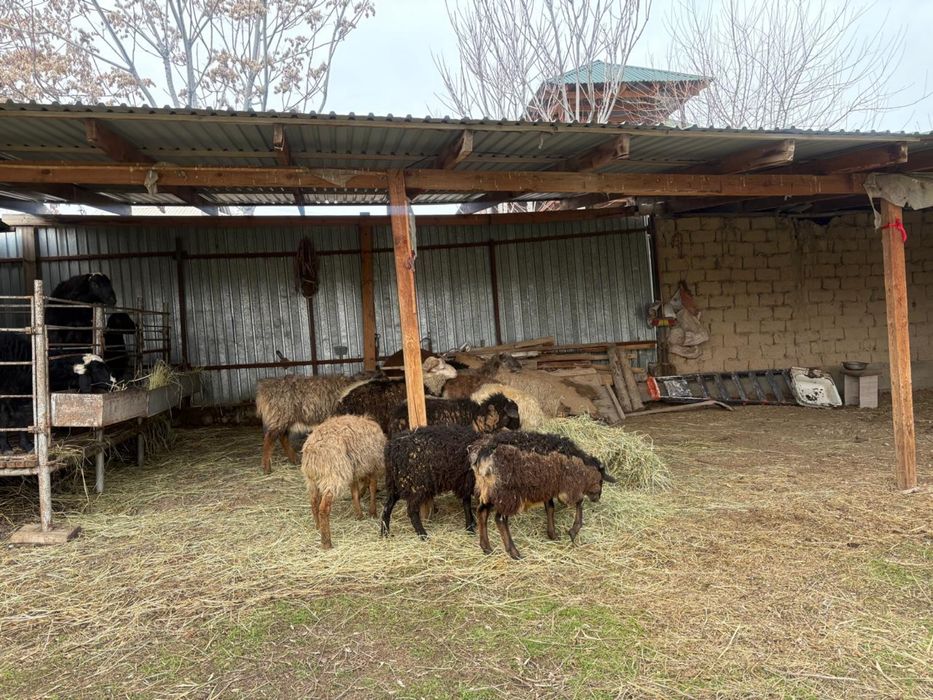 Тоқты қошқарлар сатылалы 55мыңнан