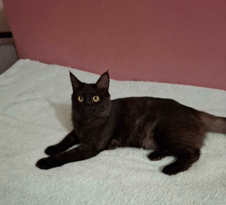 Отдам в добрые руки кота