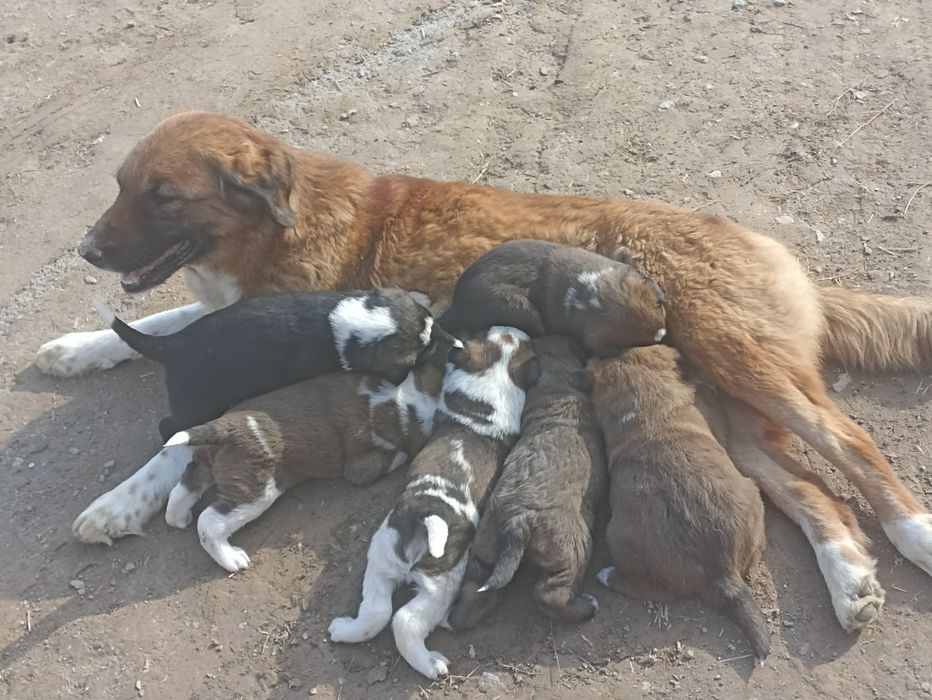 Onasi chupon otasi alabay bir dona modasi qolgan tekin bervoraman