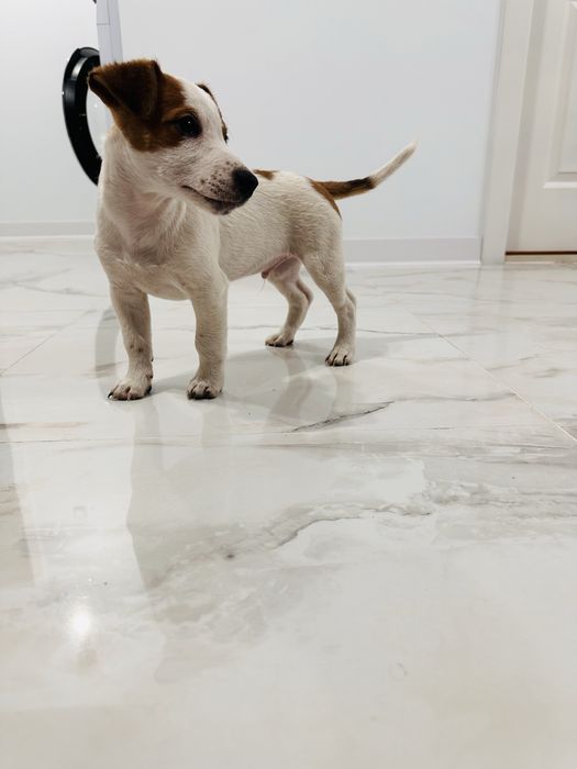 Jack russell terrier