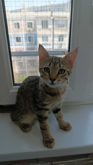 Маленькие котятки в добрые руки