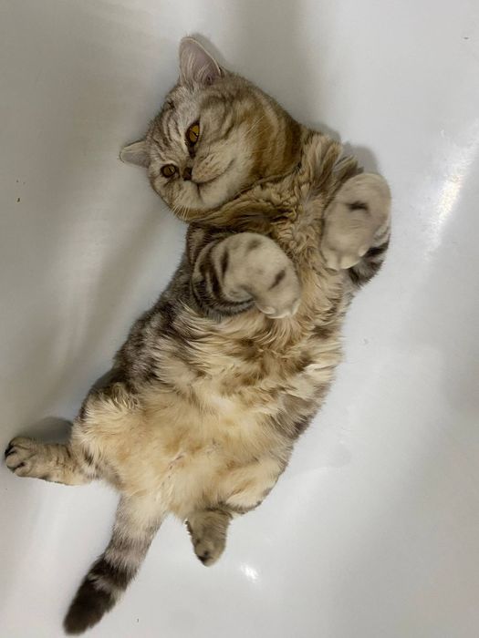 Отдам кота скоттиш страйт
