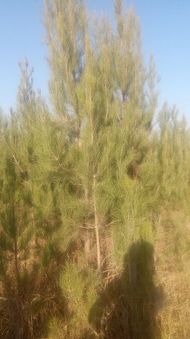 archalar bor sotiladi