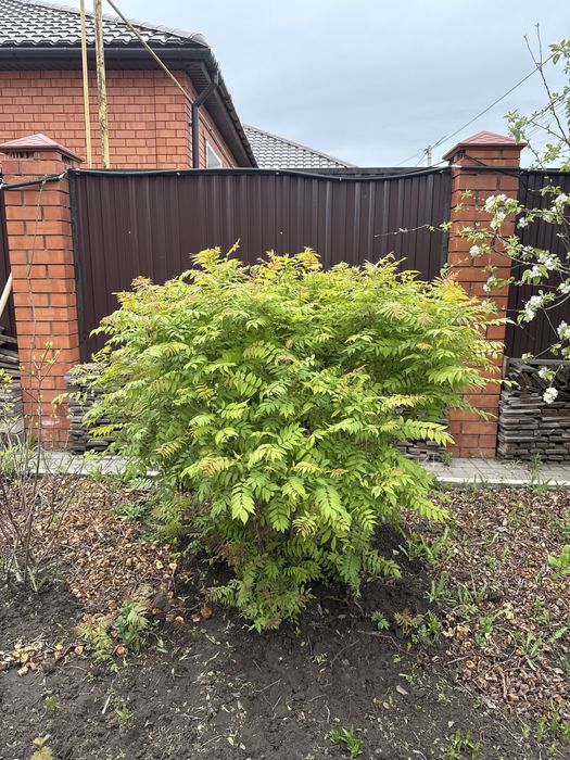 Декоративное растение Спирея