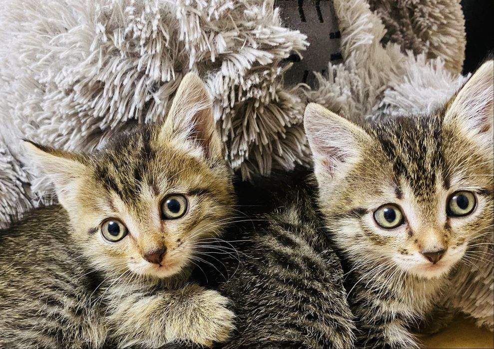 Отдам котят в добрые руки!!
