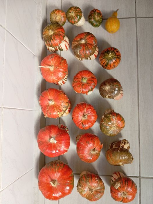 Декоративни тиквички и кратуни