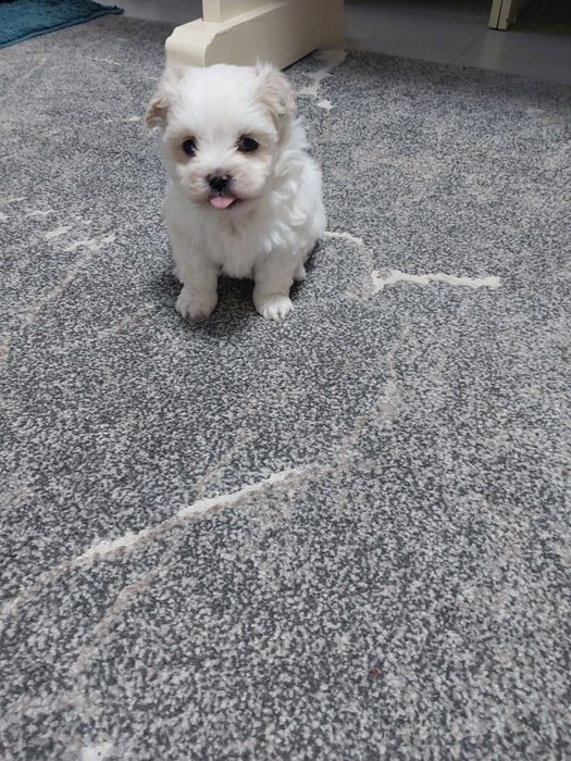 Catel bichon maltese miny