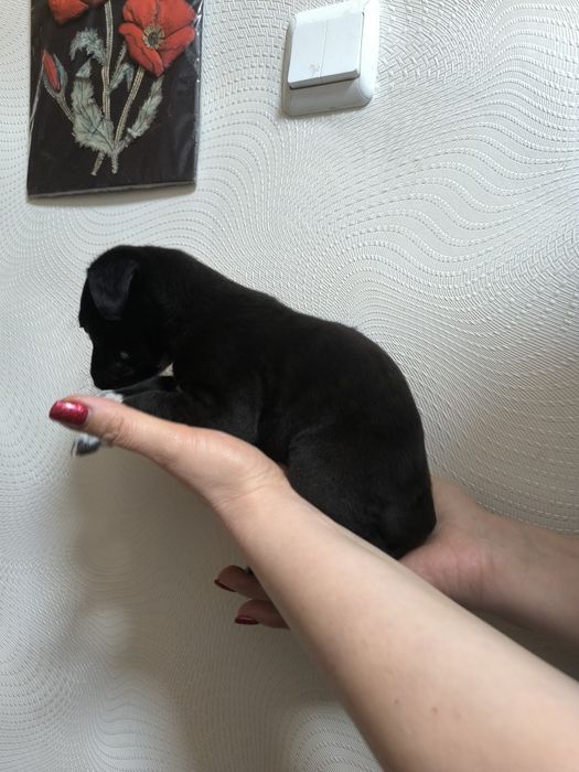 Отдам щенков бесплатно