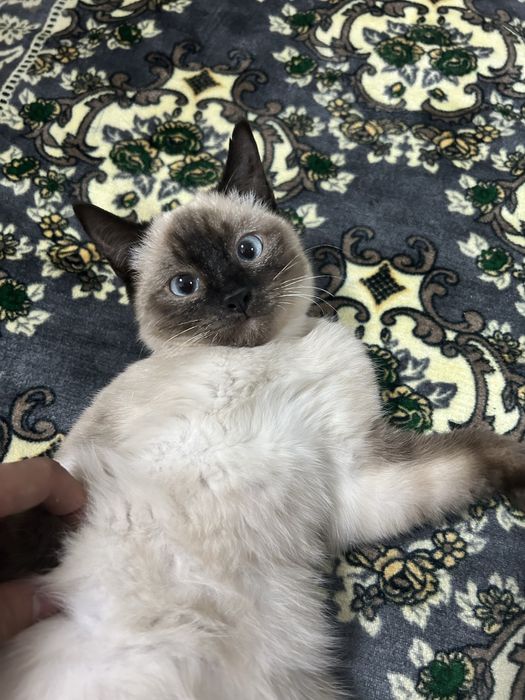 Siyamski 3 oyli ogil bola