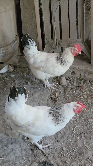 Куры. Адлерская несушка. Продам