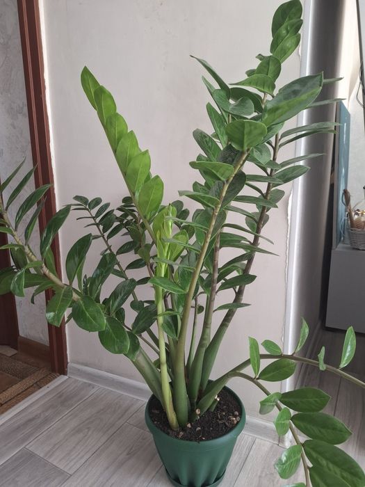 Продам замиокулькас