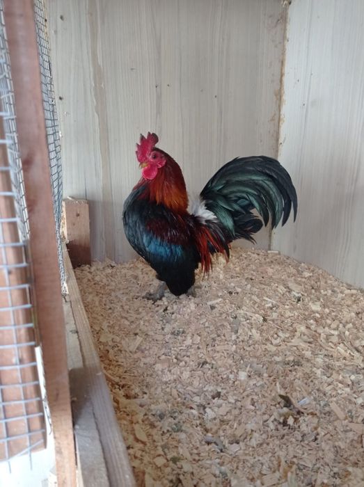 Карликовые   Куры