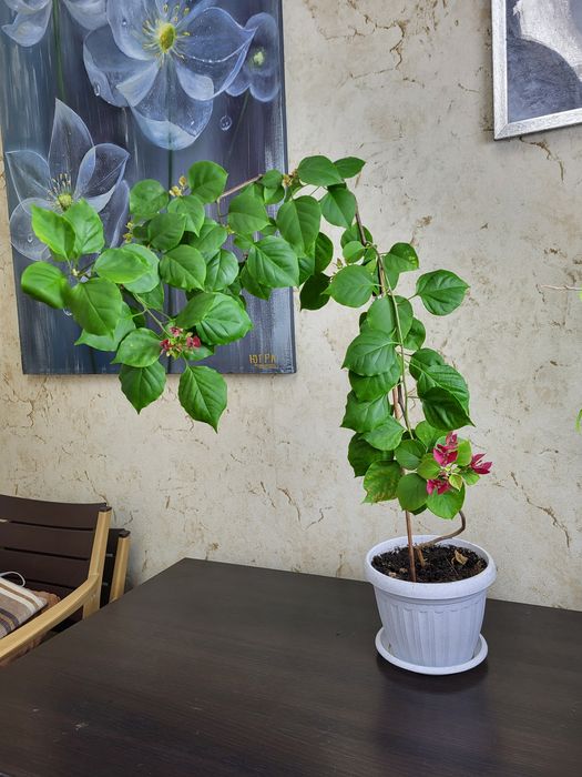 Бугенвилии трех видов