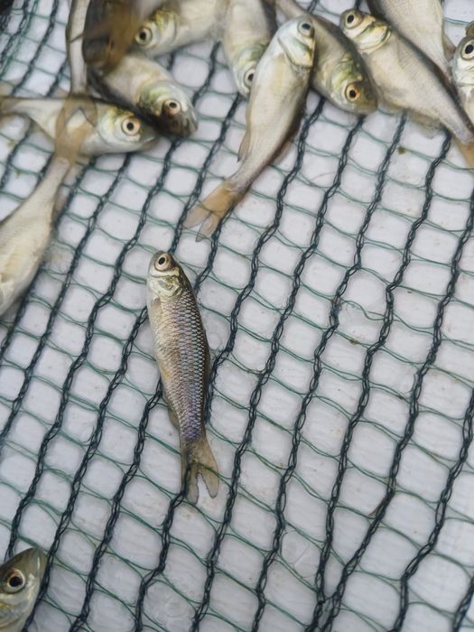 vand puiet/puet peste novac